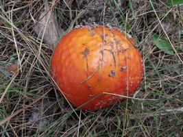 L'agaric de mouche rouge a poussé dans la forêt photo