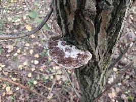 champignons cultivés dans la forêt d'automne photo