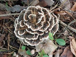 champignons cultivés dans la forêt d'automne photo