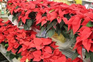 Plantes de poinsettia en pot alignées à vendre photo