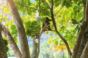 singe langur feuille sombre photo