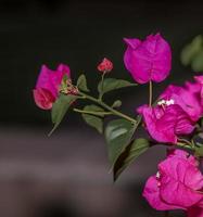 bougainvilliers. rose profond photo