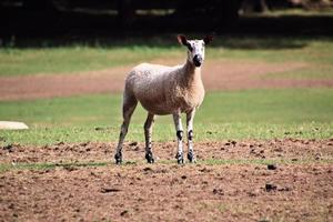 Un gros plan d'un mouton dans la campagne du Cheshire photo