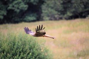 Un gros plan d'un cerf-volant rouge en vol à gigrin farm au Pays de Galles photo