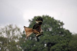 Un gros plan d'un cerf-volant rouge en vol à gigrin farm au Pays de Galles photo