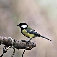 un gros plan d'une mésange charbonnière photo