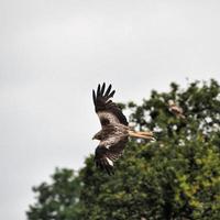 Un gros plan d'un cerf-volant rouge en vol à gigrin farm au Pays de Galles photo