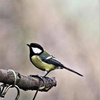 un gros plan d'une mésange charbonnière photo