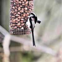 une vue d'une mésange à longue queue photo