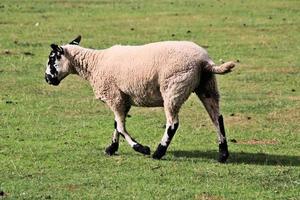 Un gros plan d'un mouton dans la campagne du Cheshire photo