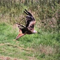 Vue d'un cerf-volant rouge en vol à gigrin farm au Pays de Galles photo