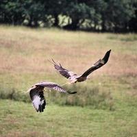 Un gros plan d'un cerf-volant rouge en vol à gigrin farm au Pays de Galles photo