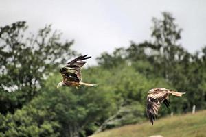 Vue d'un cerf-volant rouge en vol à gigrin farm au Pays de Galles photo