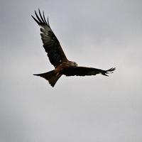 Un gros plan d'un cerf-volant rouge en vol à gigrin farm au Pays de Galles photo