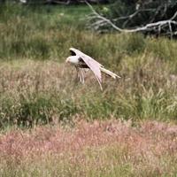 Vue d'un cerf-volant rouge en vol à gigrin farm au Pays de Galles photo