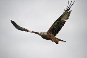 Vue d'un cerf-volant rouge en vol à gigrin farm au Pays de Galles photo