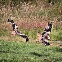 Un gros plan d'un cerf-volant rouge en vol à gigrin farm au Pays de Galles photo