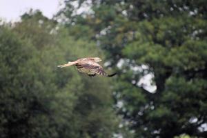 Un gros plan d'un cerf-volant rouge en vol à gigrin farm au Pays de Galles photo