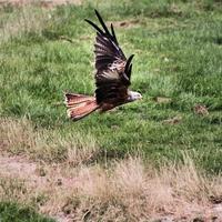 Un gros plan d'un cerf-volant rouge en vol à gigrin farm au Pays de Galles photo