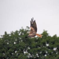 Un gros plan d'un cerf-volant rouge en vol à gigrin farm au Pays de Galles photo