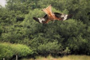 Un gros plan d'un cerf-volant rouge en vol à gigrin farm au Pays de Galles photo