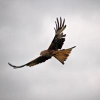 Vue d'un cerf-volant rouge en vol à gigrin farm au Pays de Galles photo