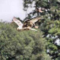 Vue d'un cerf-volant rouge en vol à gigrin farm au Pays de Galles photo