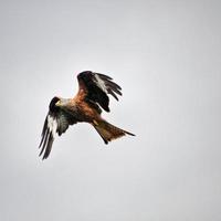 Vue d'un cerf-volant rouge en vol à gigrin farm au Pays de Galles photo