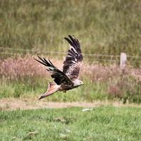 Vue d'un cerf-volant rouge en vol à gigrin farm au Pays de Galles photo