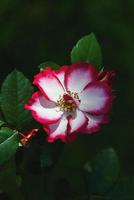 rosa betty boop dans la roseraie, fleur à l'ancienne aux pétales blancs bordés de rouge créée par carruth en 1999 photo