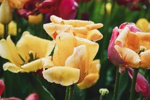 tulipes mouillées après la pluie, les averses d'avril apportent des fleurs de mai photo