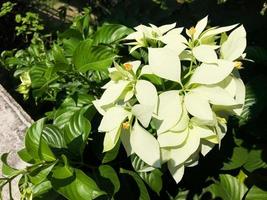 la belle fleur de poinsettia blanche à l'extérieur de la cour photo