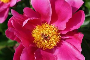 pivoine dans le parc photo