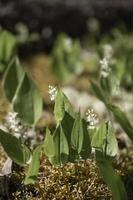 flore en pleine floraison photo