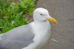 une grande mouette blanche au sol, un portrait d'une mouette photo