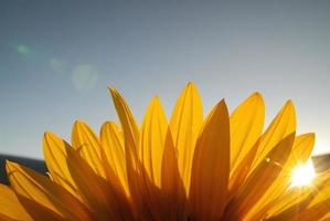 vue sur le champ de tournesol photo