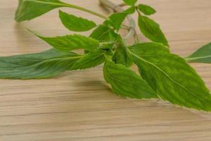 vue sur les feuilles de bergamote photo