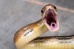 le serpent jaune en gros plan est la bouche ouverte pour être prêt à se battre et à se défendre photo