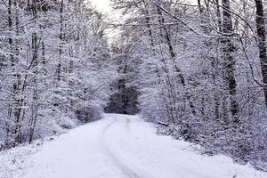 route forestière hivernale photo