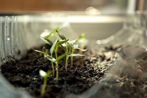 pousses de paprika vert photo