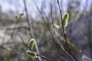 chatons naturels de printemps photo