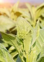 plante herbacée nicotiana tabacum photo