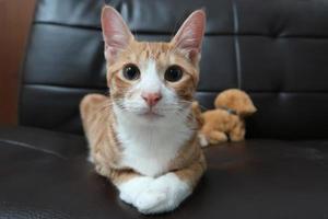 chat tigré orange allongé sur un canapé et regardant la caméra photo