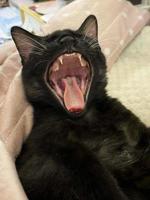 chat bâillant. chat noir très drôle qui rit. le chaton bâille la bouche grande ouverte. photo