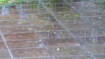 vue de la pluie dans le jardin photo