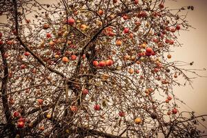 pommes d'automne sur l'arbre photo