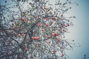 pommes d'automne sur l'arbre photo