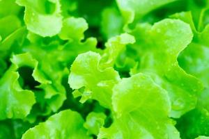 fond de feuilles de salade de laitue verte fraîche photo