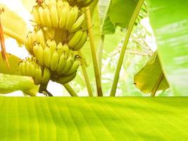 une étagère verte en feuilles de bananier contraste avec la toile de fond d'une forêt de bananiers et d'une lumière orange le matin. photo