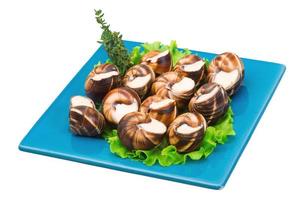 escargot sur blanc photo